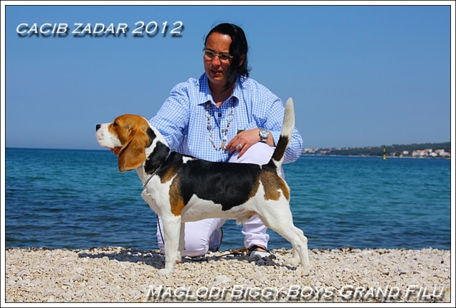 Maglodi Biggy-Boys Grand Filu