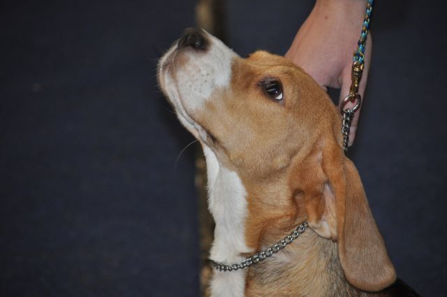 Nora bei der IHA in Wels