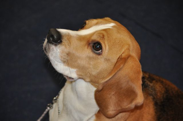 Audrey auf der IHA in Wels