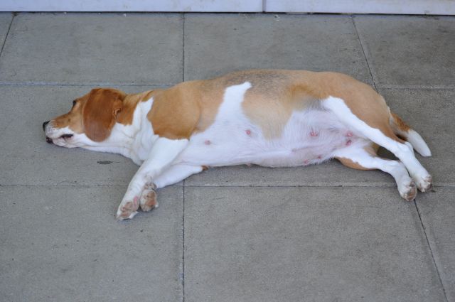 Audrey am 43. Trächtigkeitstag