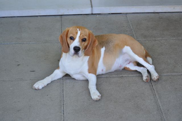 Audrey am 43. Trächtigkeitstag