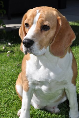 Audrey am 43. Trächtigkeitstag