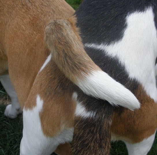 Filu und Audrey beim Deckakt