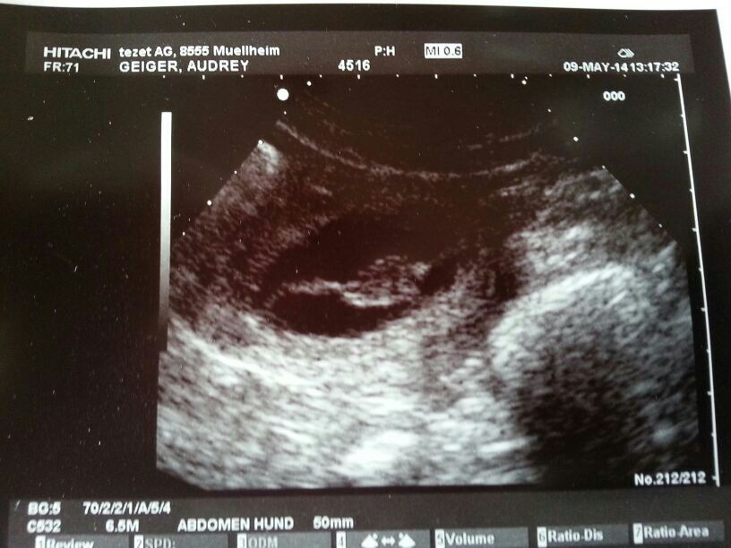 Ultraschall von Audrey vom Rappenwald