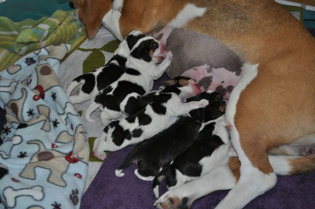 A-Wurf / Woche 1 mit Audrey