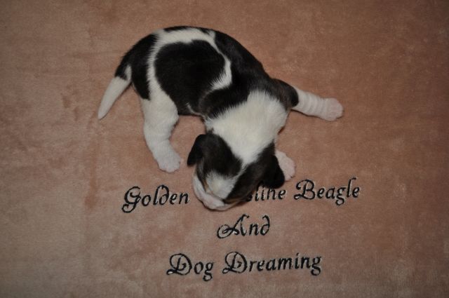 Golden Swissline Grand Allacaya