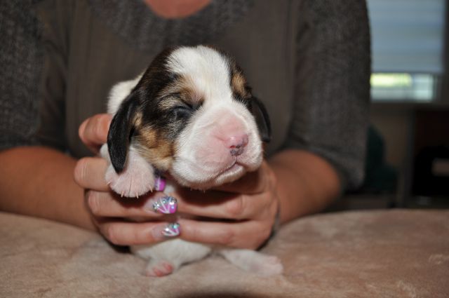 Golden Swissline Grand Allacaya