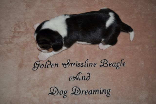 Golden Swissline Grand Audris