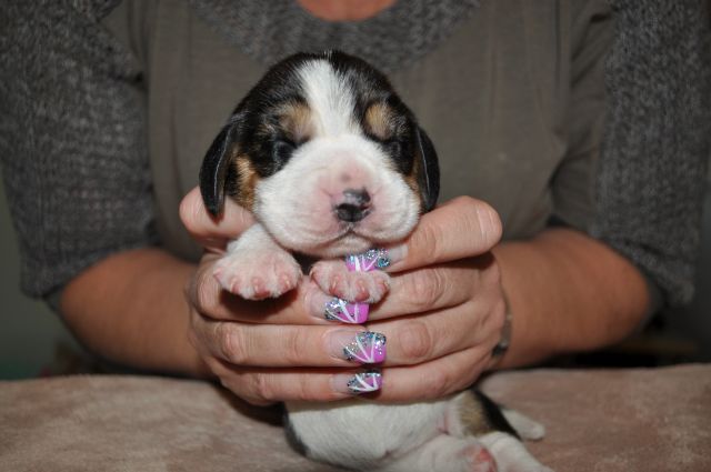 Golden Swissline Grand Audris