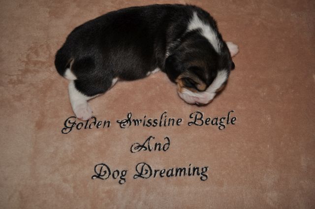 Golden Swissline Grand Ariacron