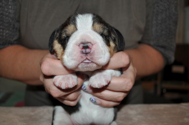 Golden Swissline Grand Ariacron