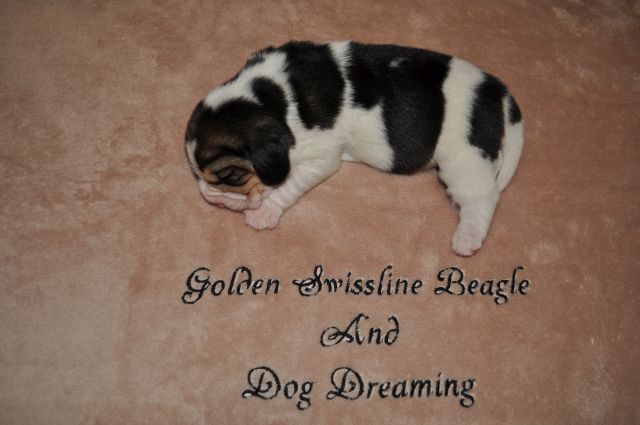 Golden Swissline Grand Athavar