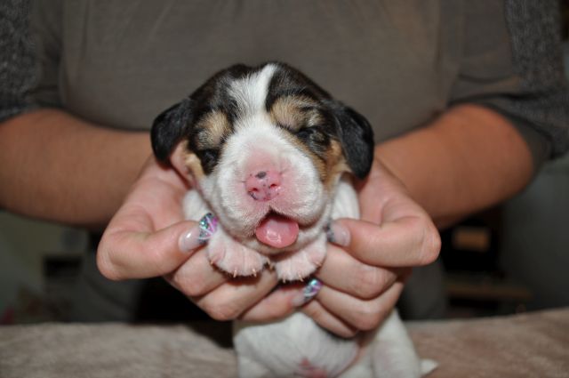 Golden Swissline Grand Athavar