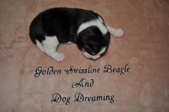 Golden Swissline Grand Azariel