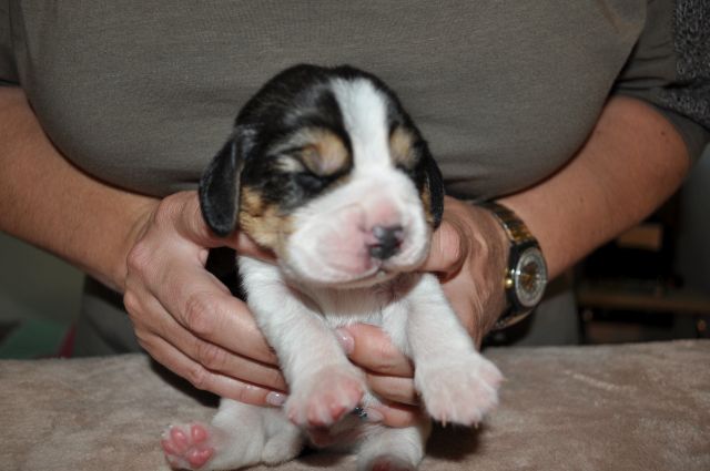 Golden Swissline Grand Azariel