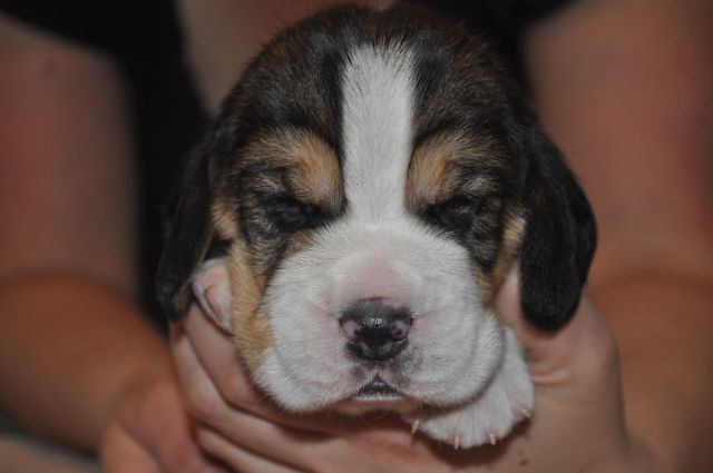 Golden Swissline Grand Ariacron