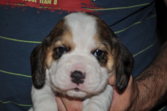 Golden Swissline Grand Adailoe