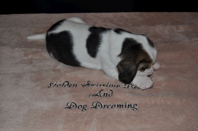 Golden Swissline Grand Adailoe