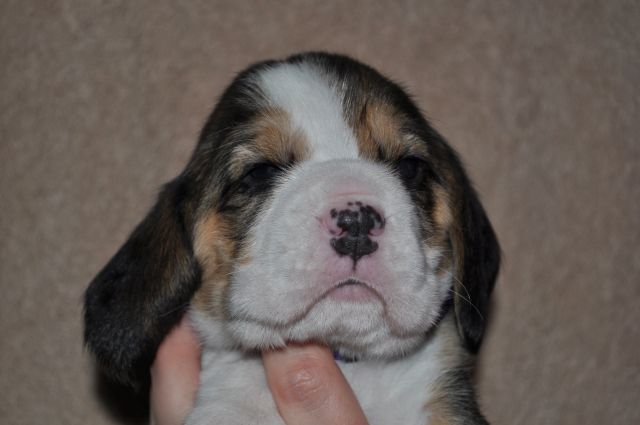 Golden Swissline Grand Allacaya