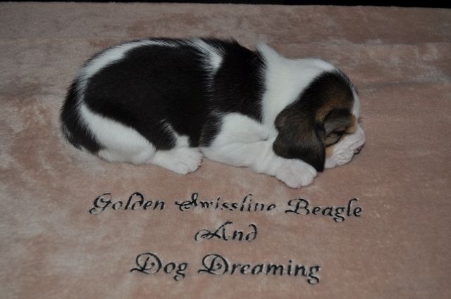 Golden Swissline Grand Allacaya