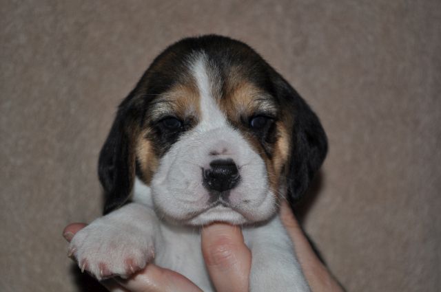 Golden Swissline Grand Audris