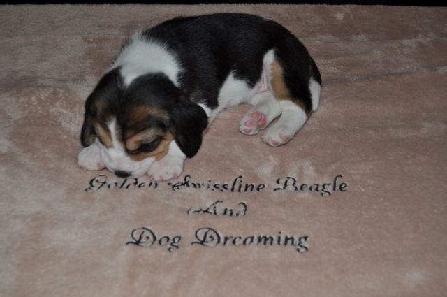 Golden Swissline Grand Audris