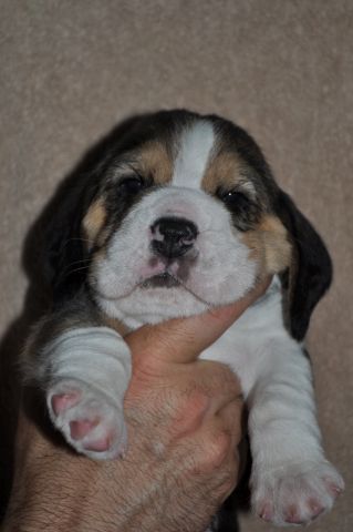 Golden Swissline Grand Ariacron