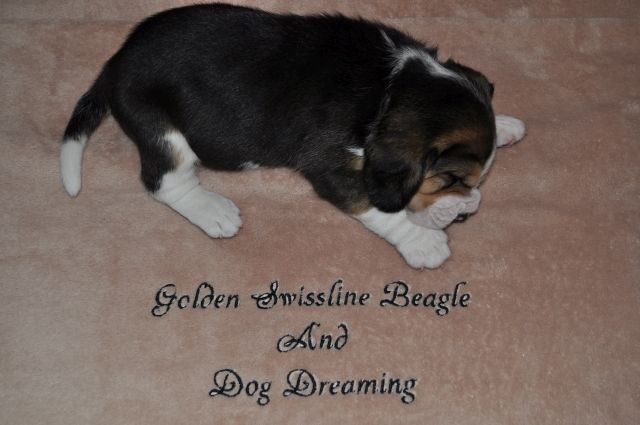 Golden Swissline Grand Ariacron