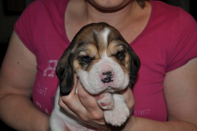 Golden Swissline Grand Athavar