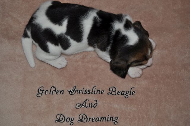 Golden Swissline Grand Athavar