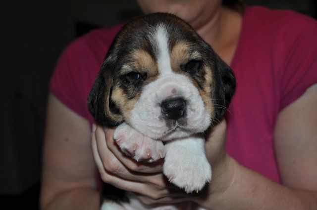 Golden Swissline Grand Azariel