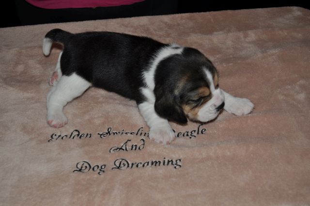 Golden Swissline Grand Azariel