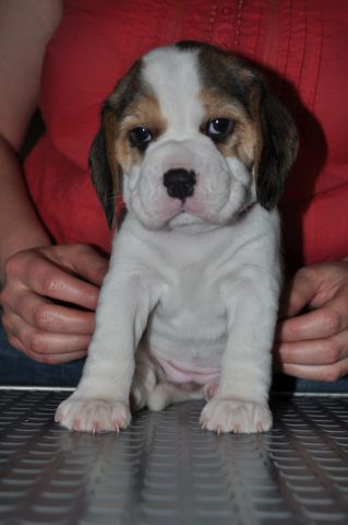 Golden Swissline Grand Adailoe / vier Wochen alt