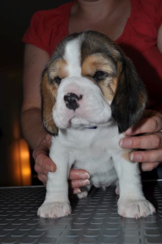 Golden Swissline Grand Allacaya / vier Wochen alt