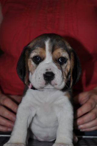 Golden Swissline Grand Audris / vier Wochen alt