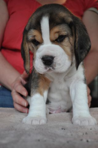 Golden Swissline Grand Ariacron / vier Wochen alt