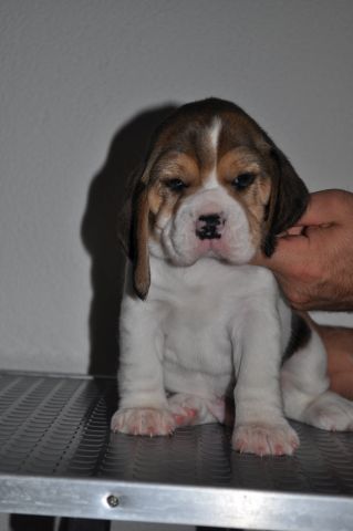 Golden Swissline Grand Athavar / vier Wochen alt