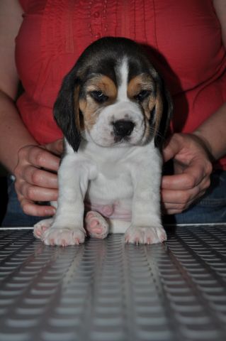 Golden Swissline Grand Azariel / vier Wochen alt