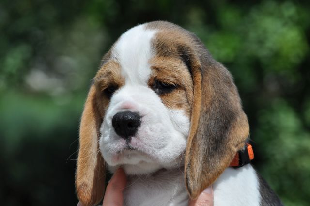 Golden Swissline Grand Adailoe "Aika"