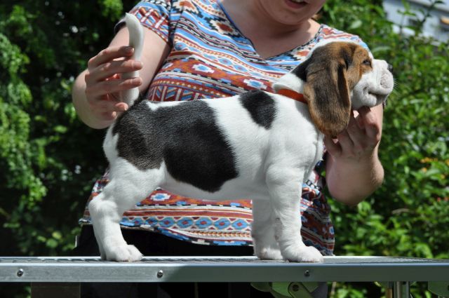 Golden Swissline Grand Adailoe "Aika"