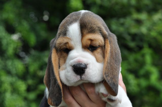 Golden Swissline Grand Allacaya "Stella"