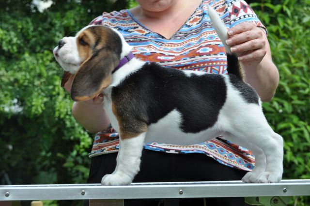 Golden Swissline Grand Allacaya "Stella"