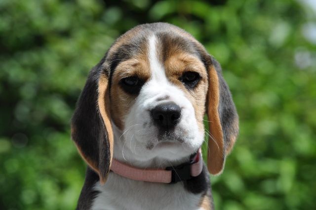 Golden Swissline Grand Audris "Pheebee"