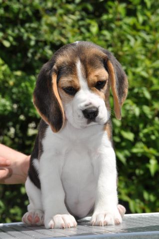 Golden Swissline Grand Audris "Pheebee"