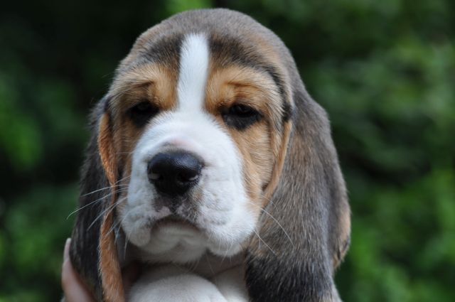 Golden Swissline Grand Ariacron