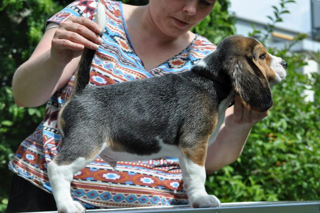 Golden Swissline Grand Ariacron