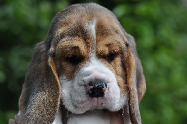 Golden Swissline Grand Athavar "Duke"