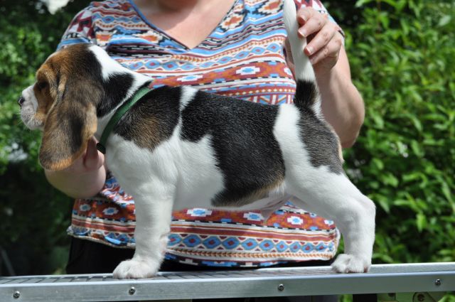 Golden Swissline Grand Athavar "Duke"