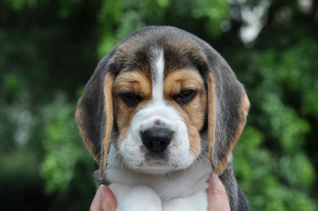 Golden Swissline Grand Azariel "Mc Gee"