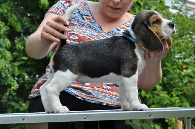 Golden Swissline Grand Azariel "Mc Gee"